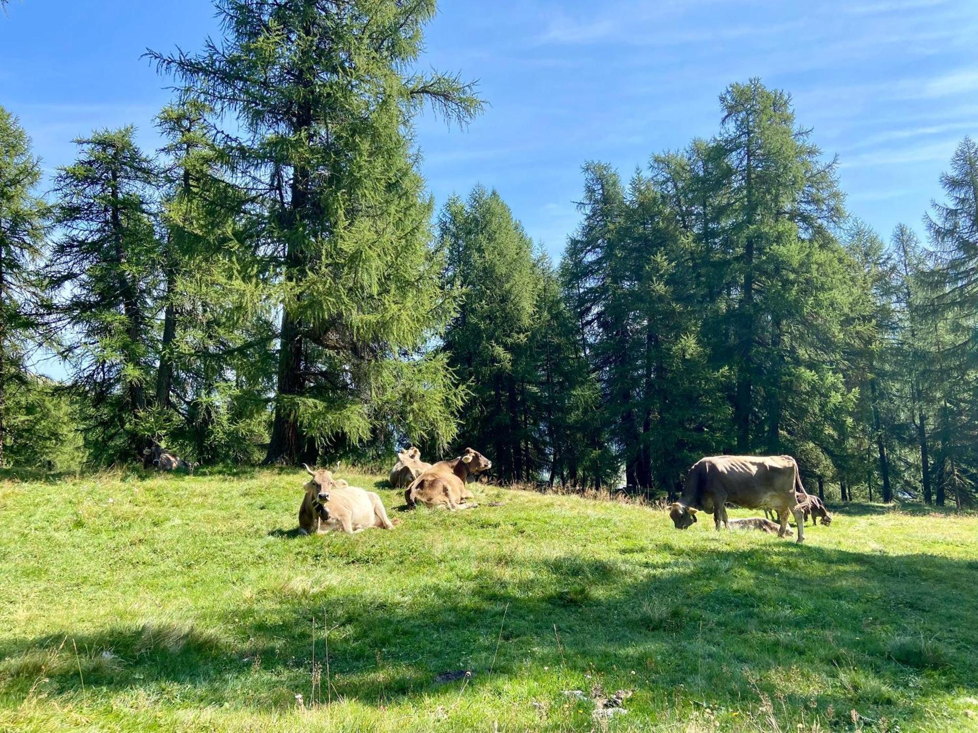 Alp Es-Cha Dadour Bed & Breakfast Madulain Bagian luar foto