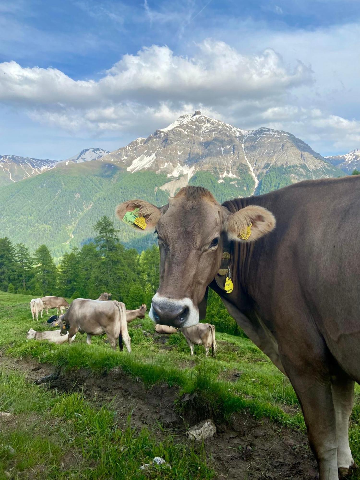 Alp Es-Cha Dadour Bed & Breakfast Madulain Bagian luar foto